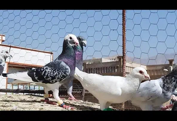 دسته کفتر همه چی قاطی|پرنده|شیراز, دروازه اصفهان|دیوار