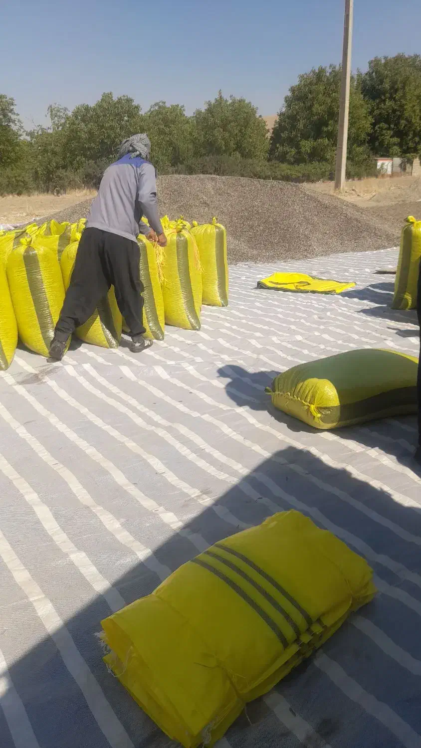 تخمه افتاب گردان سنقری ۱۰تن درجه یک|عمده‌فروشی|دینور, |دیوار