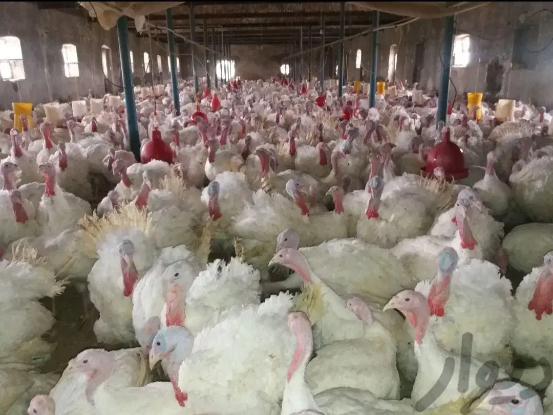 بوقلمون زنده تنظیم بازار|حیوانات مزرعه|بیرجند, |دیوار