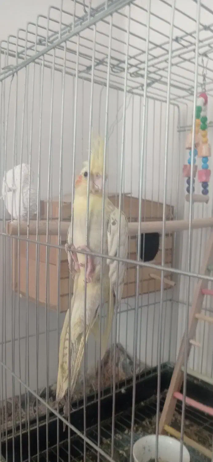 عروس هلندی طوطی|پرنده|محمدشهر, محمدشهر|دیوار