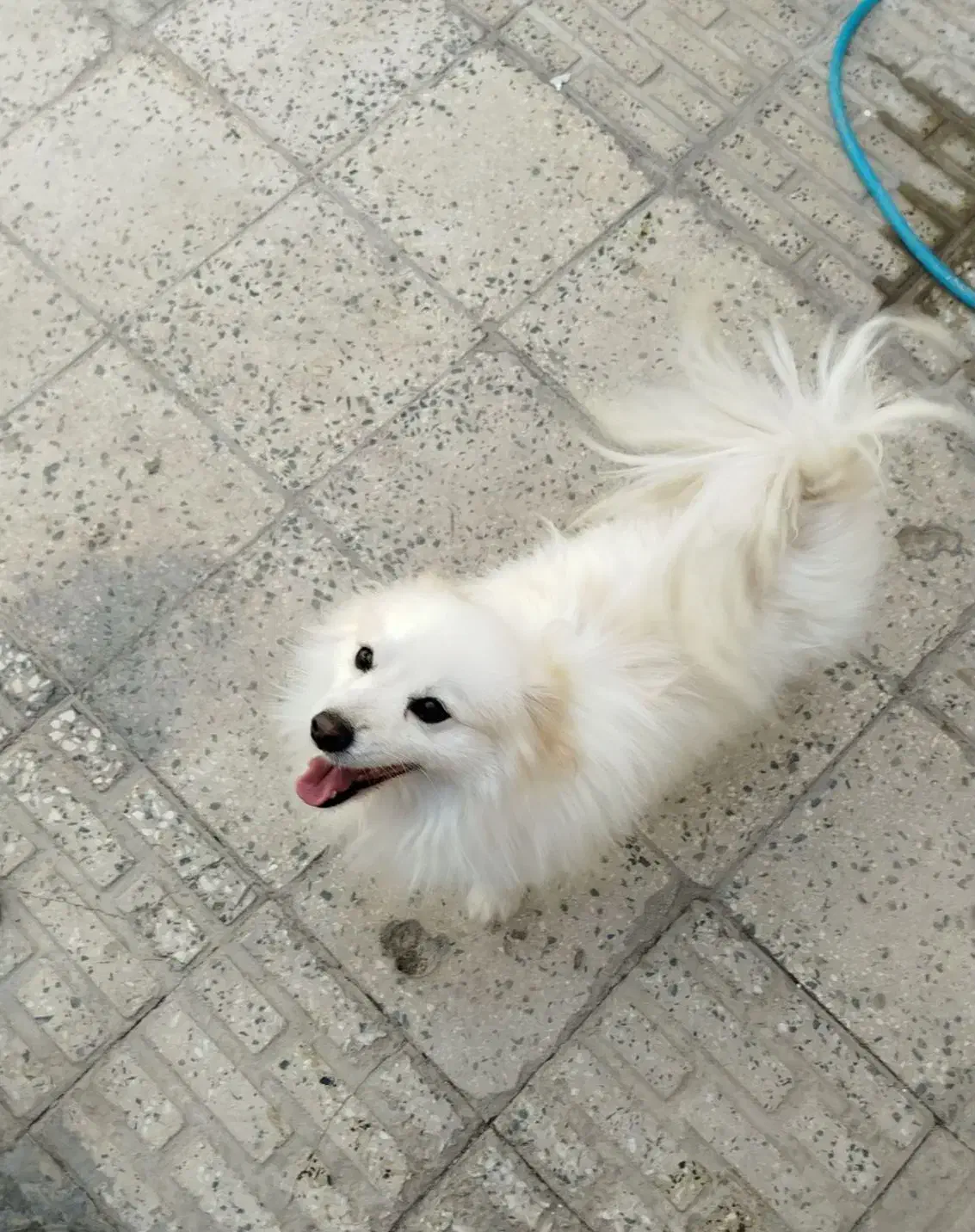 سگ گمشده|حیوانات|بروجرد, |دیوار