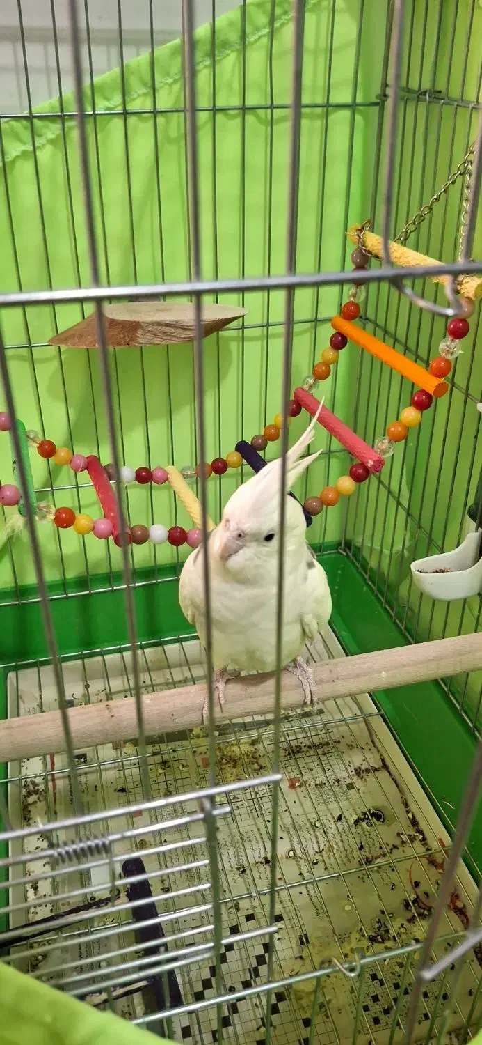 عروس هلندی سالم وسرحال|پرنده|اسلامشهر, شاطره|دیوار