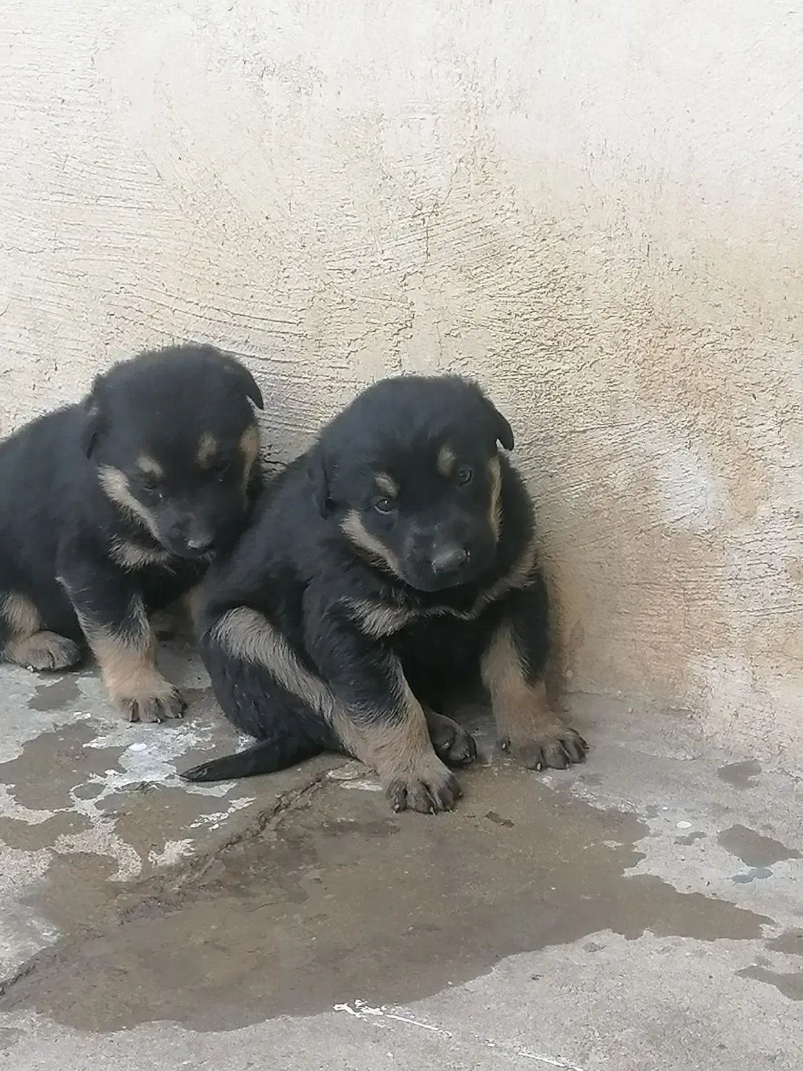 سگ ژرمن|سگ|مسجد سلیمان, |دیوار