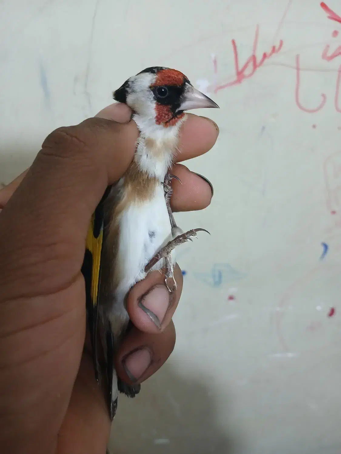 سهره نره سنندجی بشرط|پرنده|شاهینشهر, عطار|دیوار