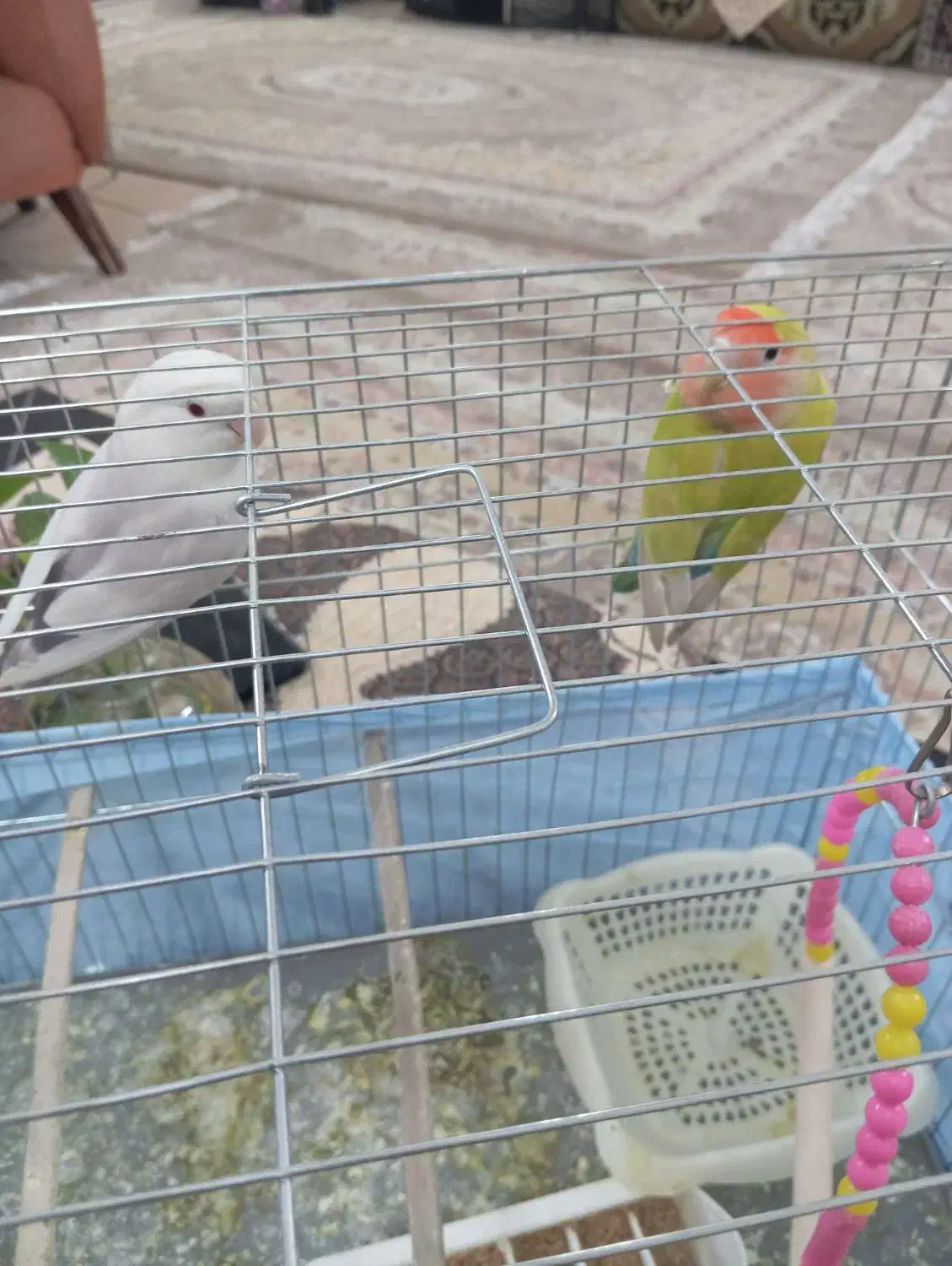 یه جفت طوطی برزیلی نر و ماده با قفس  و غذا|پرنده|سمنان, |دیوار