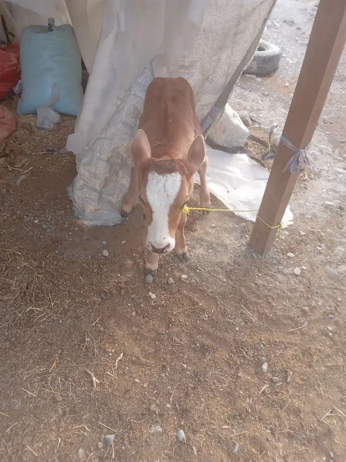 فروش گاو باگوساله ماده سمینتال|حیوانات مزرعه|میناب, |دیوار