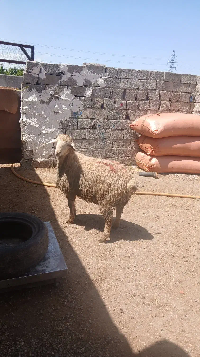 دام زنده ،توغلی ، گوسفند|حیوانات مزرعه|اردبیل, |دیوار
