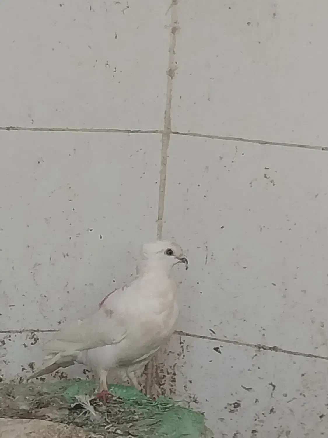 کفتر|پرنده|اشکذر, |دیوار