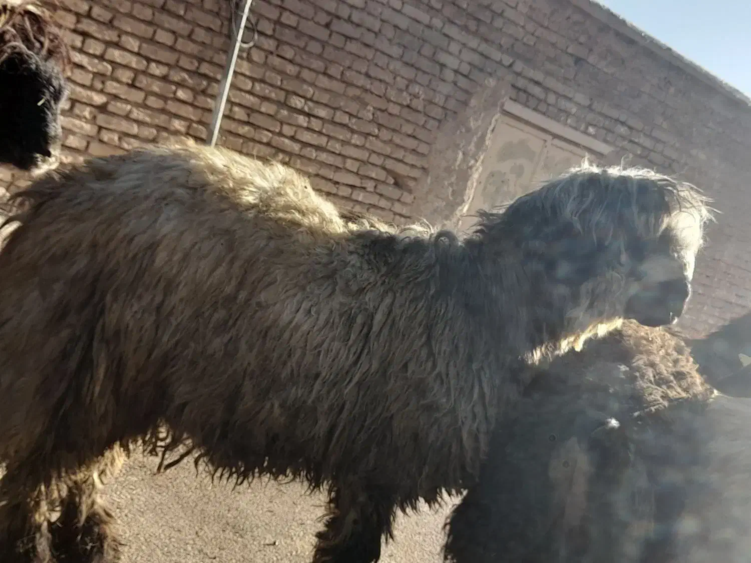 بره قوچی|حیوانات مزرعه|بلداجی, |دیوار