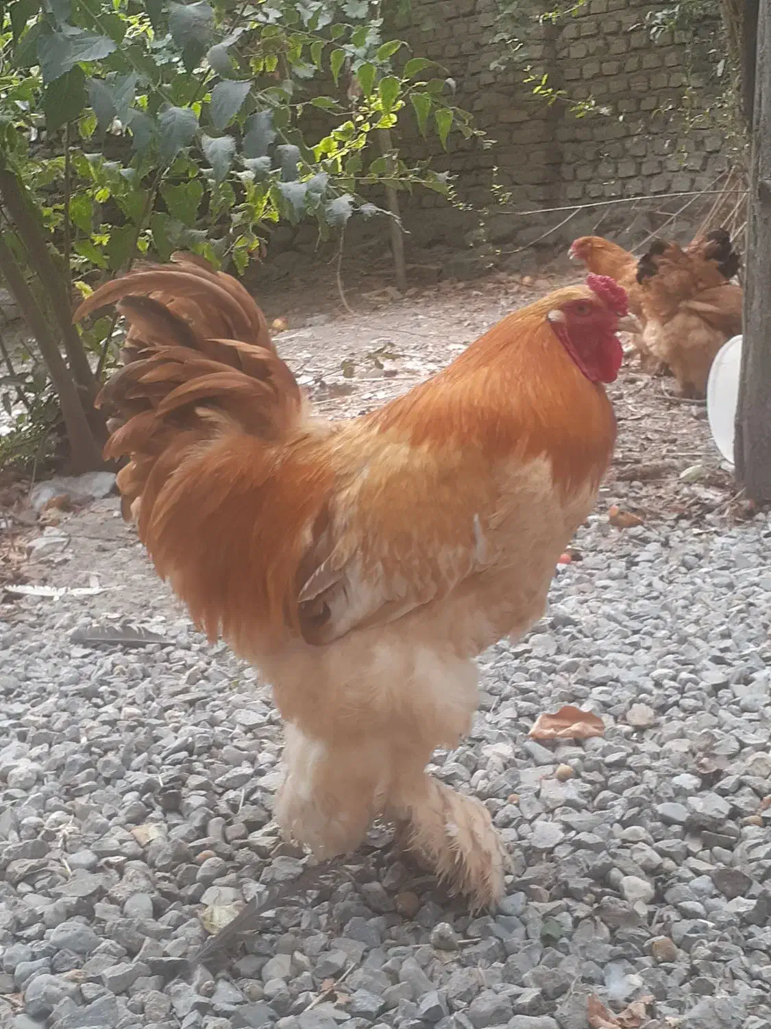 تخم مرغ برهما|حیوانات مزرعه|گرگان, |دیوار