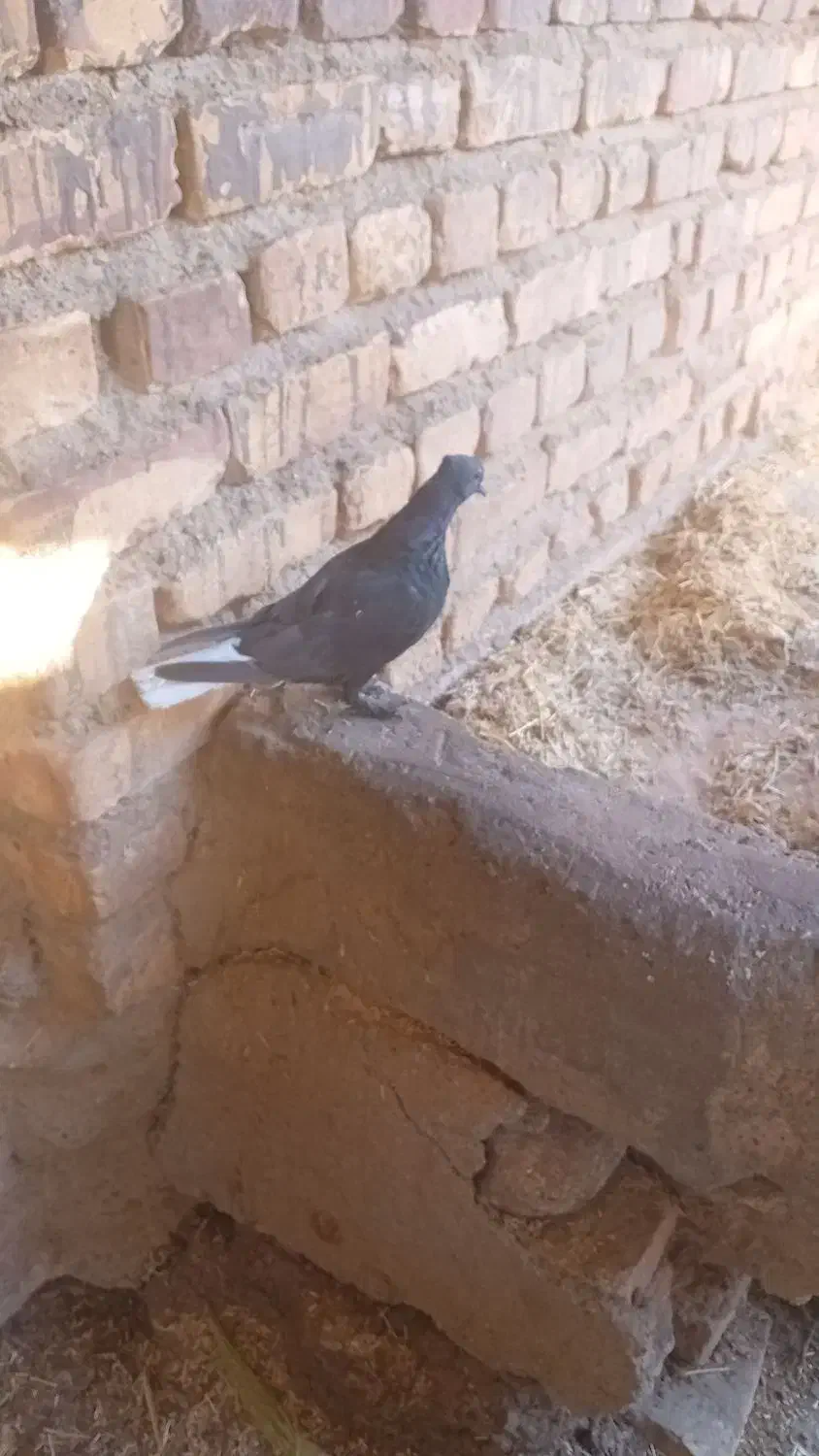 مجسمه کبوتر دمسفید|مجسمه، تندیس، ماکت|زابل, |دیوار