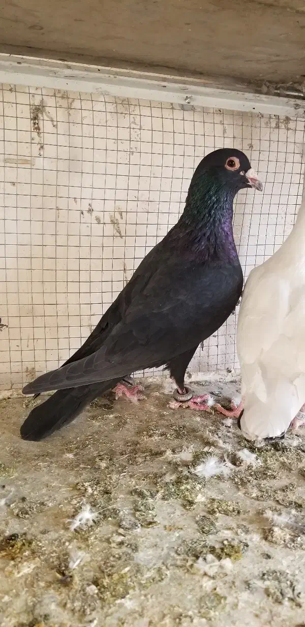 کبوتر.زاغ کرمونی سفیدکرمونی سوسکی کرمونی|پرنده|مشهد, امیر المومنین|دیوار