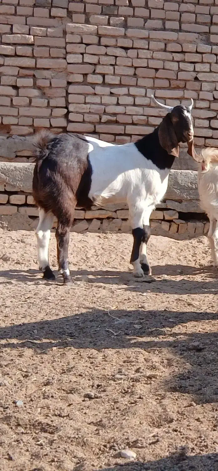 بزغاله نر تخمی|حیوانات مزرعه|سبزوار, پامنار|دیوار