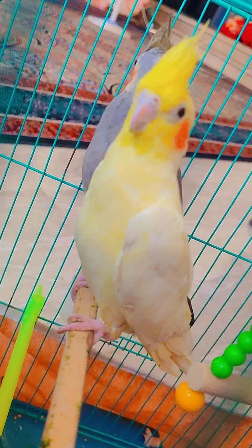 عروس هلندی مهران|پرنده|مهران (ایلام), |دیوار