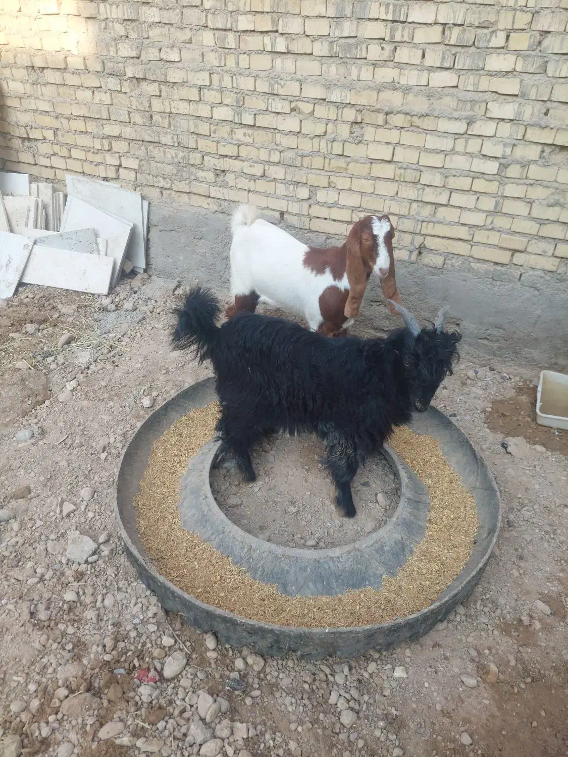 دوتا بز|حیوانات مزرعه|اهواز, کوی مندلی(سه راه خرمشهر)|دیوار