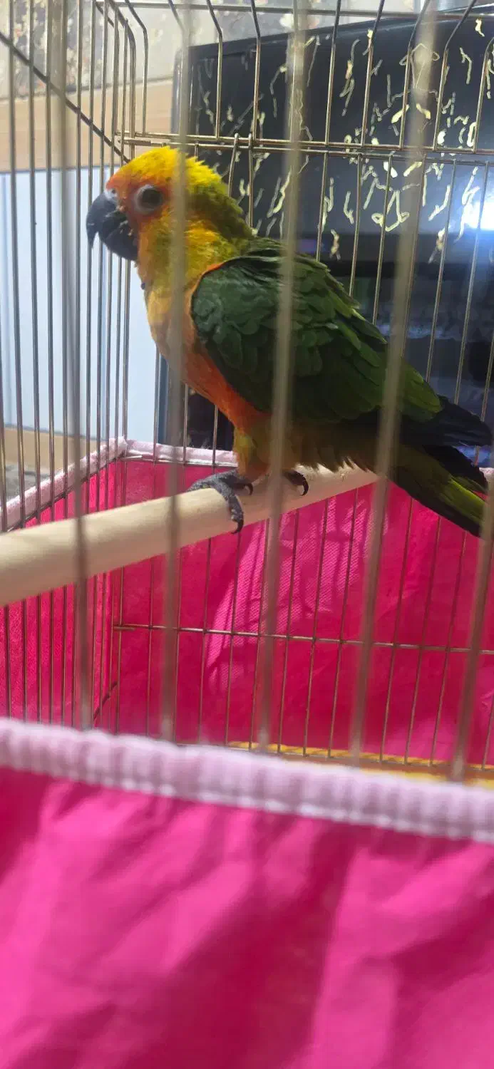 فروش یک عدد طوطی خورشیدی|پرنده|خمینی‌شهر, |دیوار