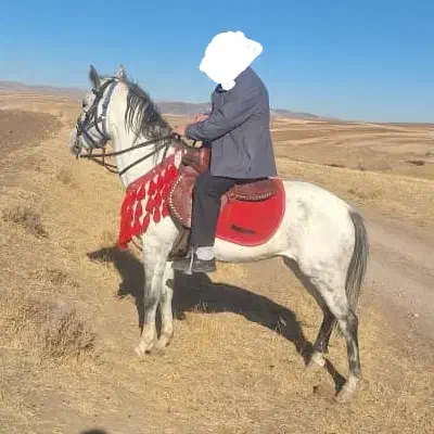 اسب|اسب و تجهیزات اسبسواری|تیکمه داش, |دیوار