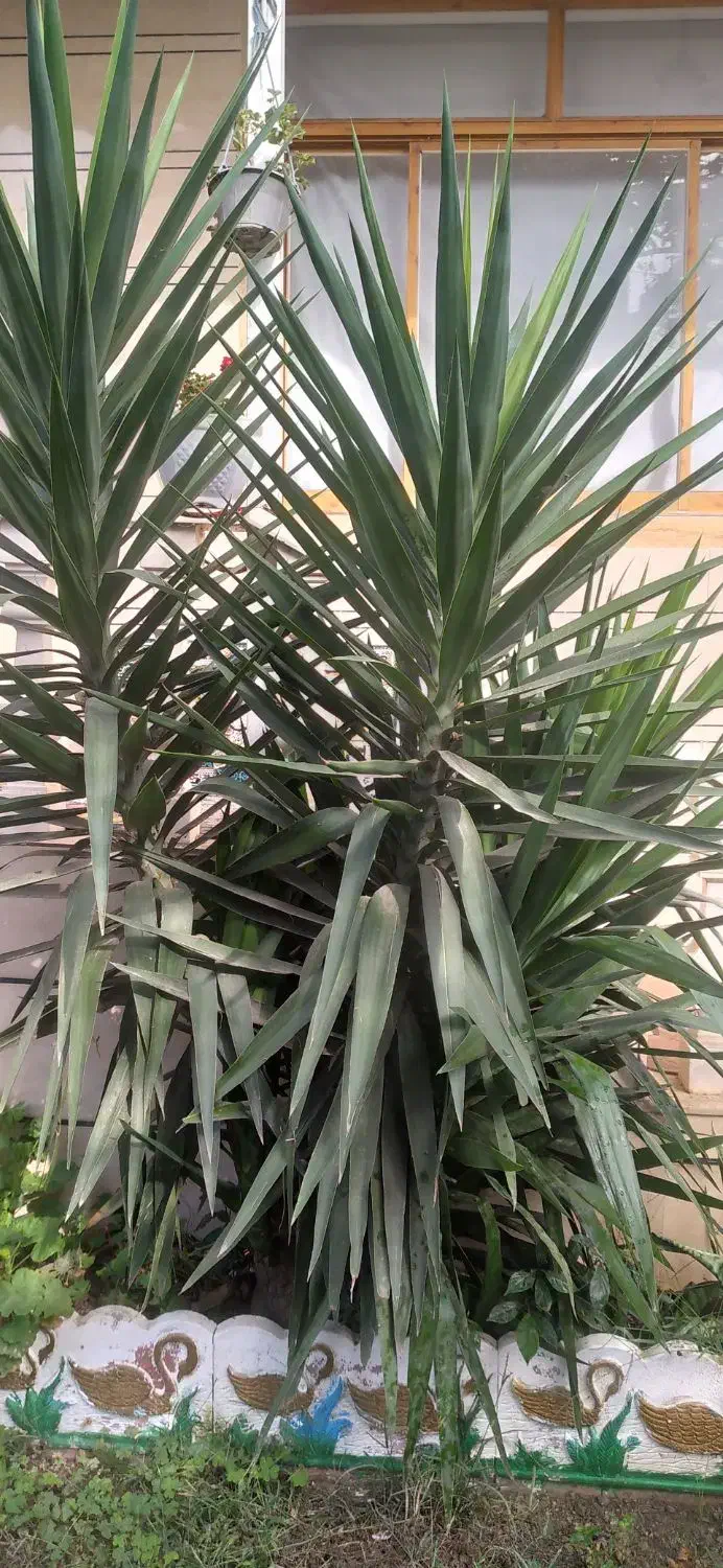 درختچه یوگا زیباوبلند|گل و گیاه طبیعی|پرهسر, |دیوار