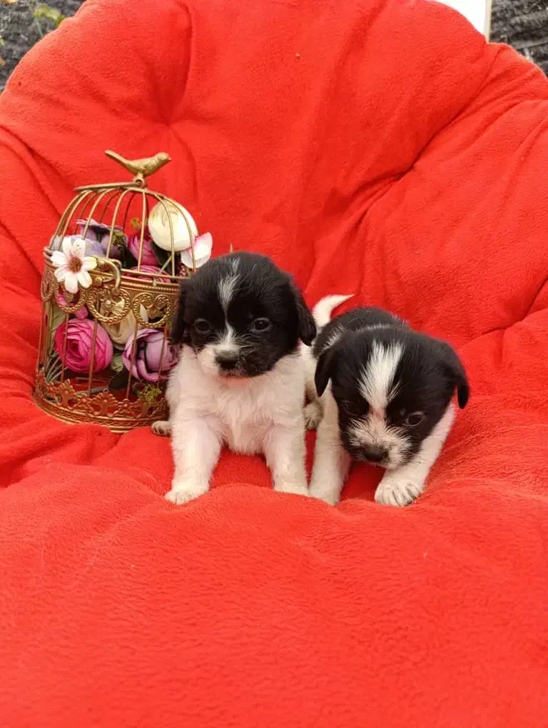 واگذاری توله سگ پاکوتاه بصورت رایگان|سگ|تبریز, |دیوار