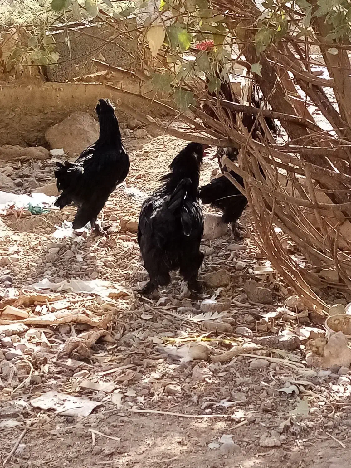 مرغ مرندی|حیوانات مزرعه|قم, باغ کرباسی|دیوار