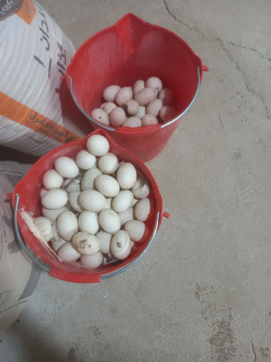 تخم بوقلمون برنز انگلیسی نطفه دار|حیوانات مزرعه|مشهد, طبرسی شمالی|دیوار