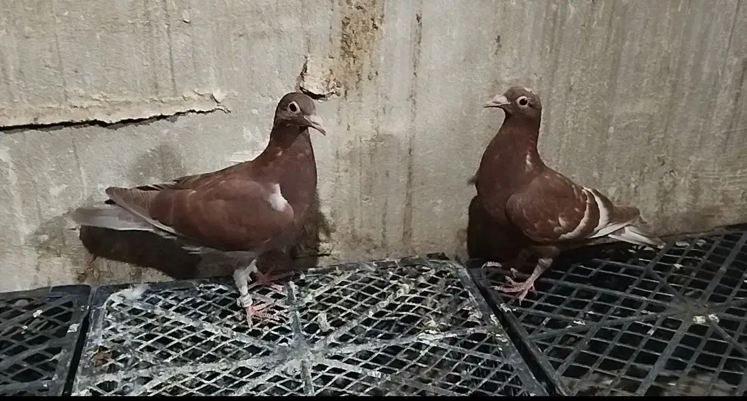 کبوتر پلاکی|پرنده|شاهین‌شهر, ۹ دی|دیوار