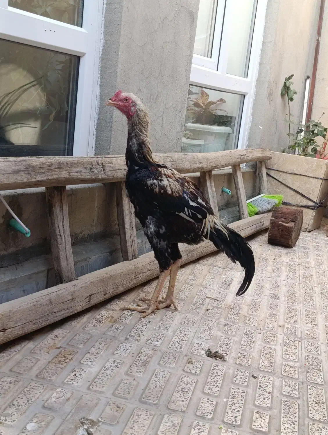 خروس لاری|حیوانات مزرعه|پیرانشهر, |دیوار