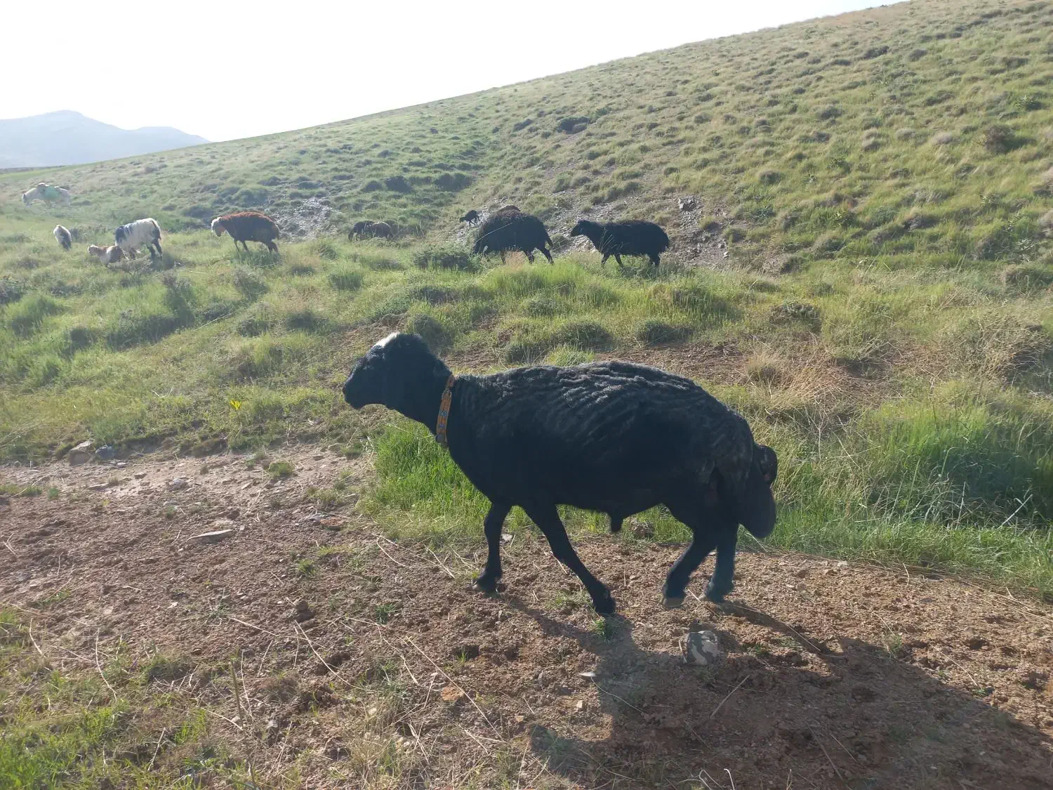 قوچ سیاه|حیوانات مزرعه|قره چای, |دیوار