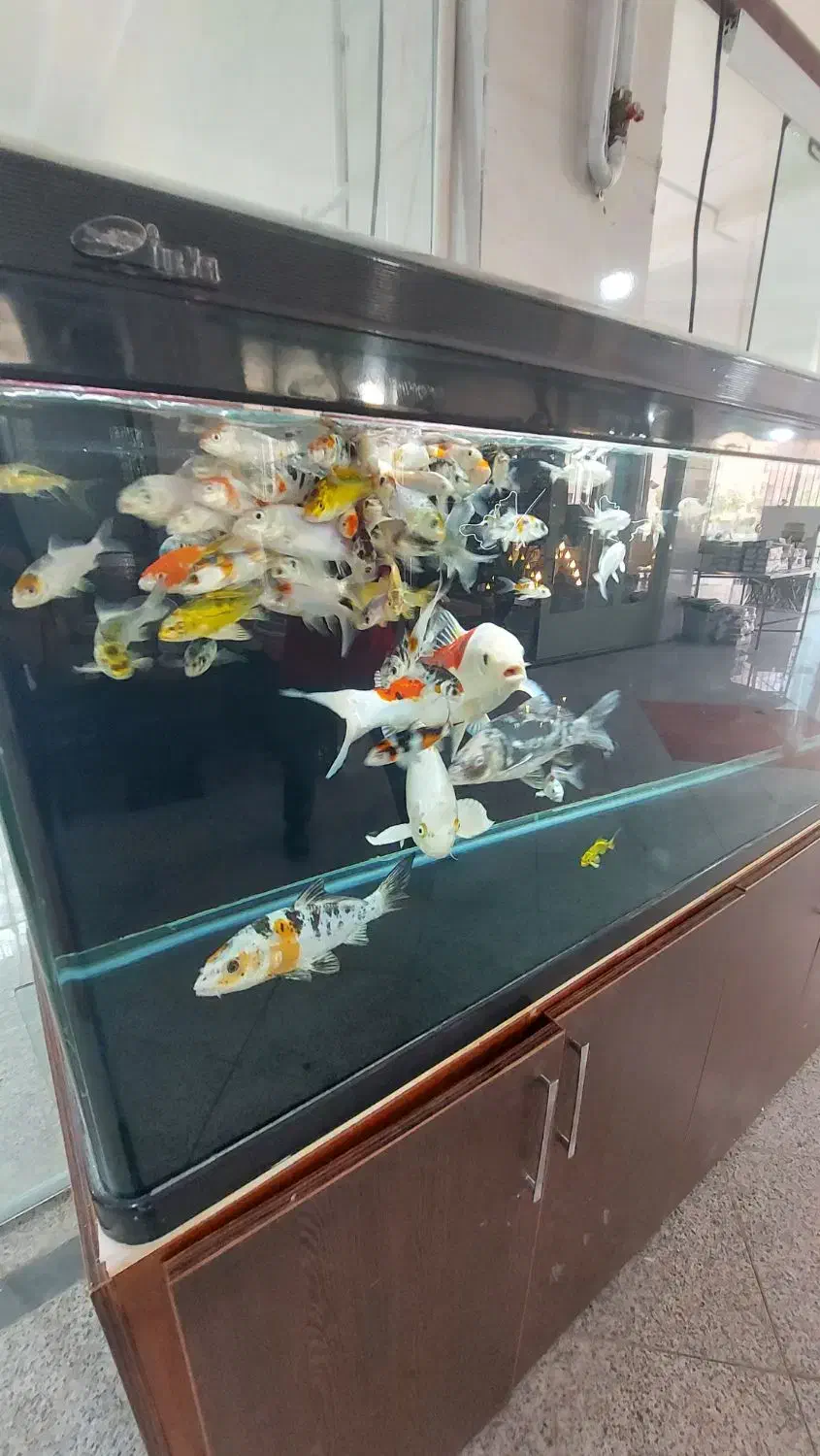 اکواریوم شرکتی بزرگ شیشه خم|ماهی|مشکیندشت, |دیوار