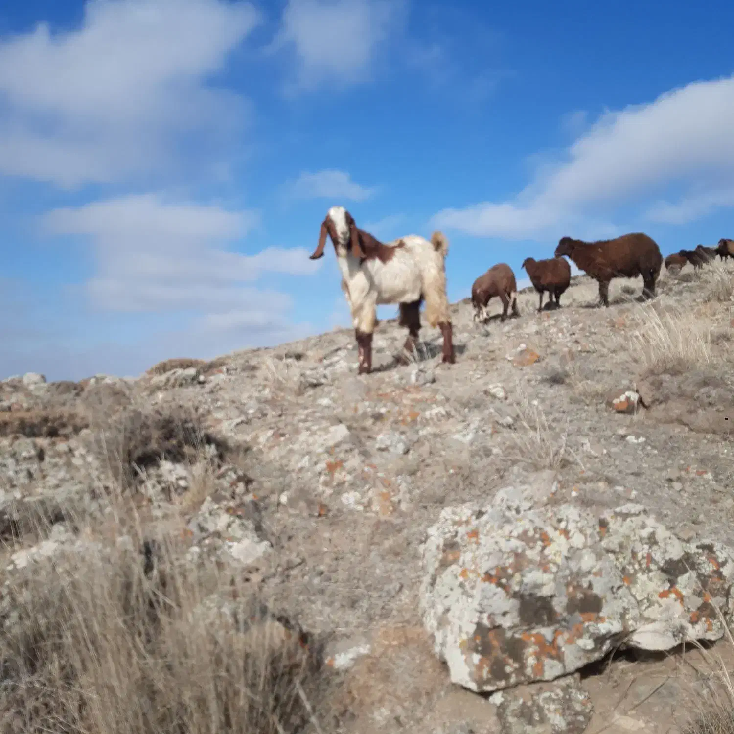 بز پاکستانی|حیوانات مزرعه|نمین, |دیوار