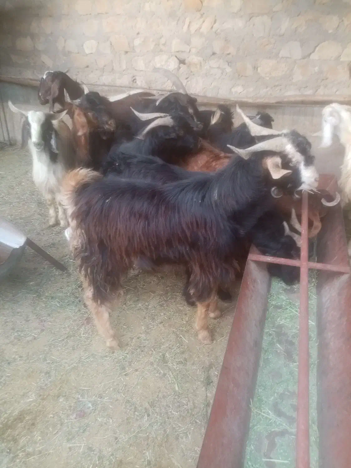 تعدادی کهره نر|حیوانات مزرعه|جم, |دیوار