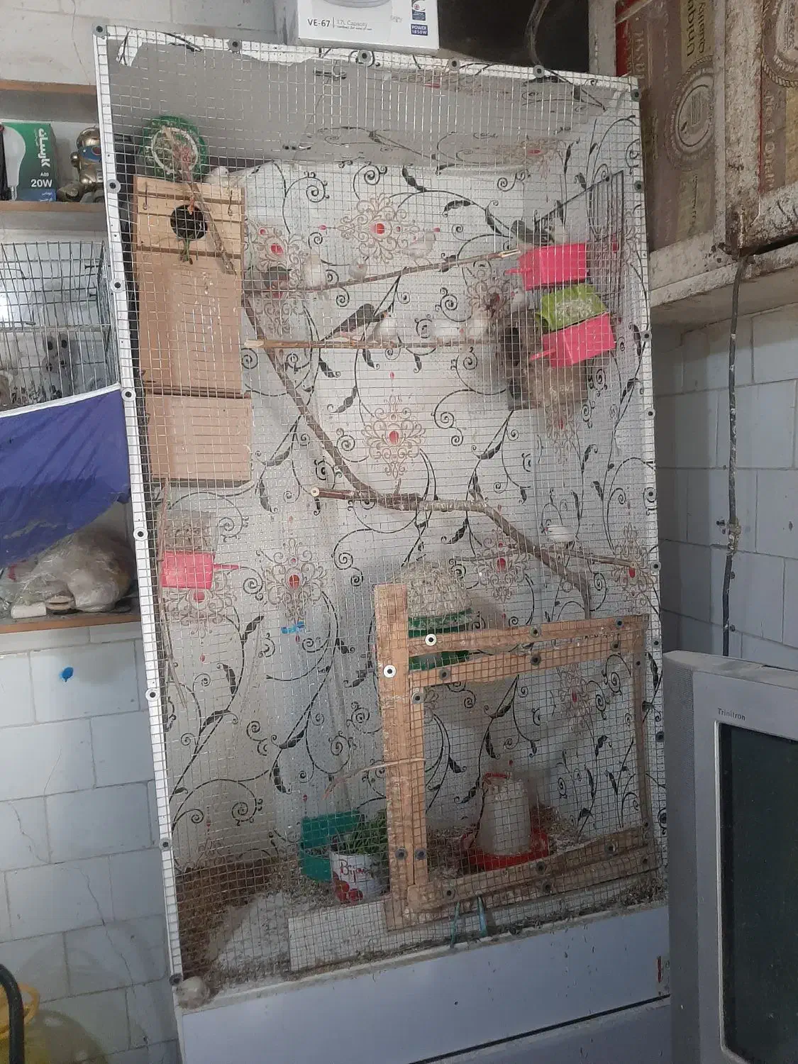 فنج|پرنده|کارون, |دیوار