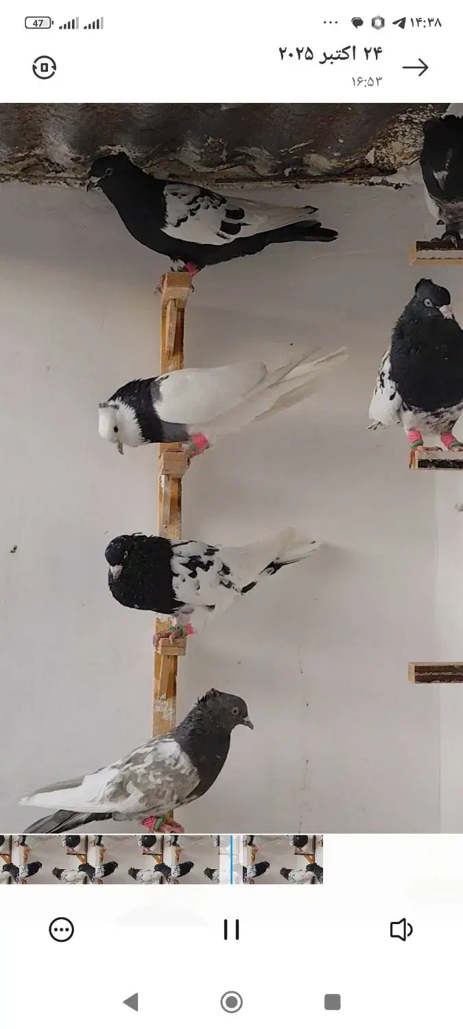 کفتر پرشی|پرنده|کاشمر, |دیوار