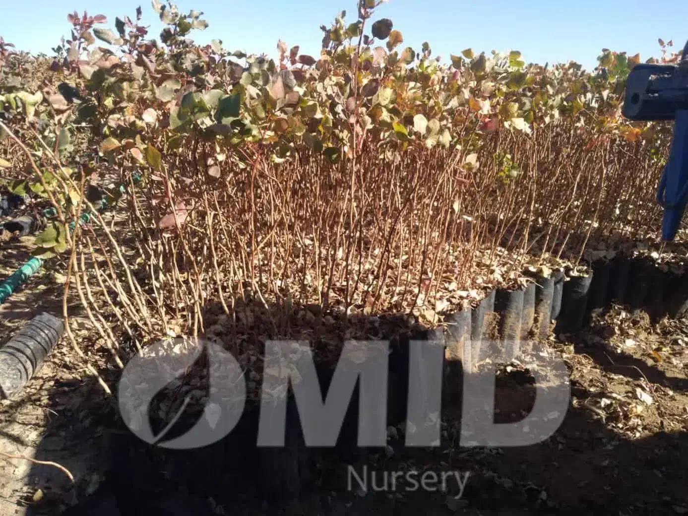 نهال پسته امید مهریز|خدمات باغبانی و درختکاری|مهریز, |دیوار