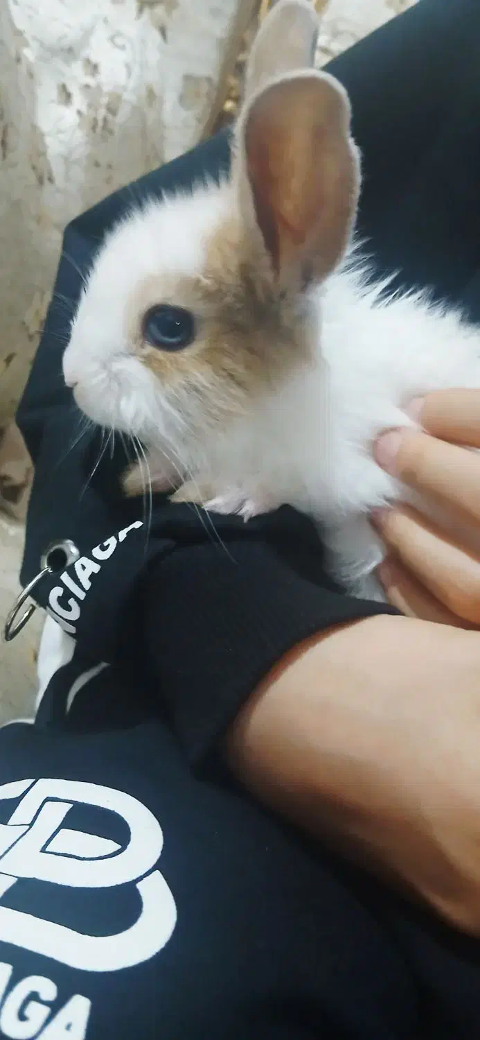 خروش اهلی|موش و خرگوش|الوند, |دیوار