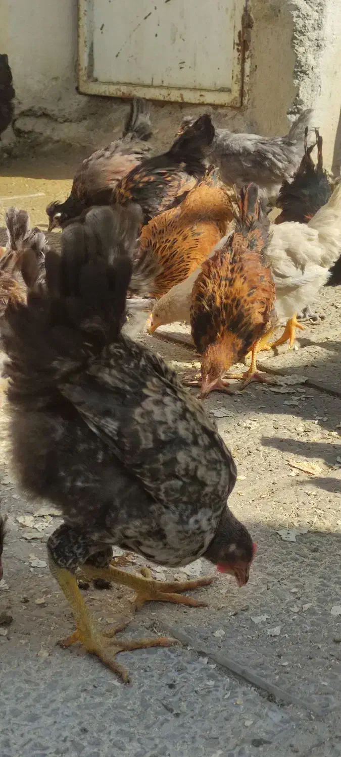 مرغ و خروس محلی مرغ گلیل|حیوانات مزرعه|دینور, |دیوار