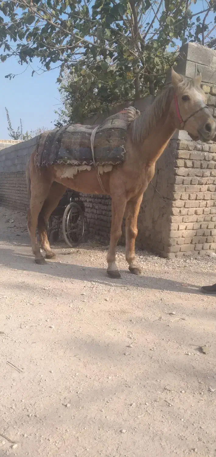 ۳ عدد اسب یرقه|اسب و تجهیزات اسبسواری|مینودشت, |دیوار