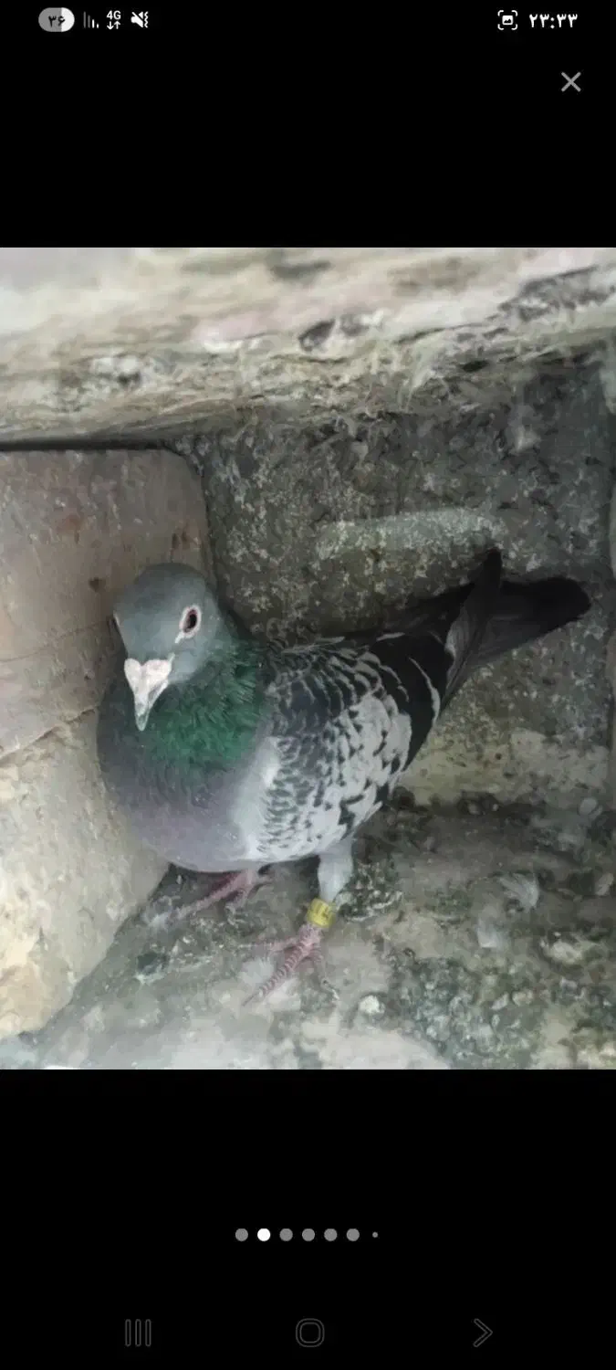 کبوتر|پرنده|ایرانشهر, |دیوار