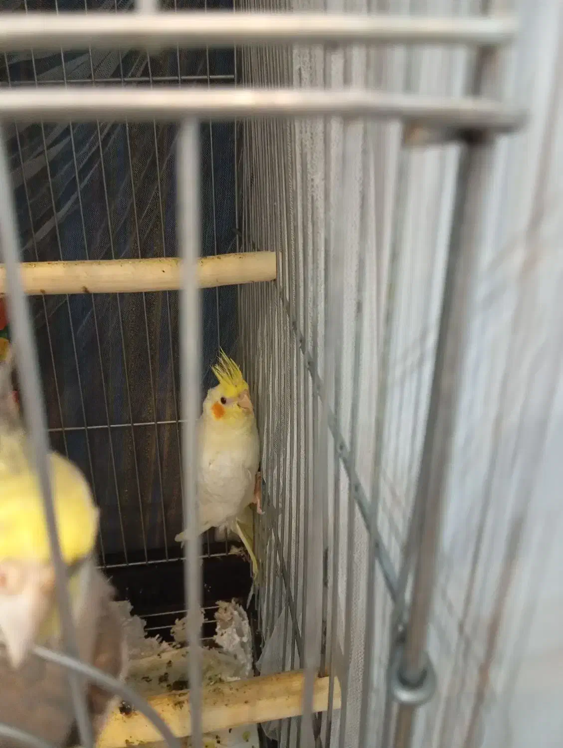 عروس هلندی|پرنده|وحیدیه, |دیوار