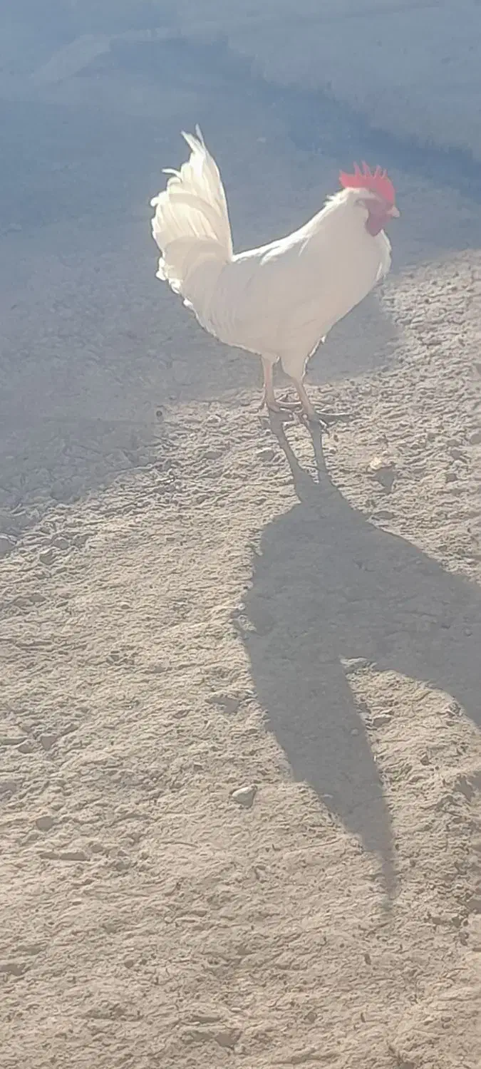 خروس|حیوانات مزرعه|طاغنکوه, |دیوار