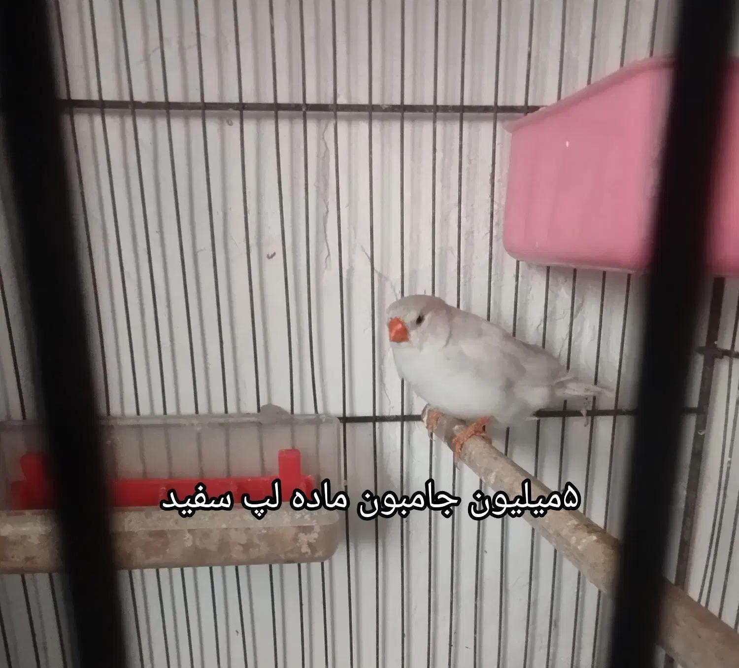 فنچ جامبون وپنکونی وکینگ ونرگسی|پرنده|رباط‌کریم, شترخوار|دیوار