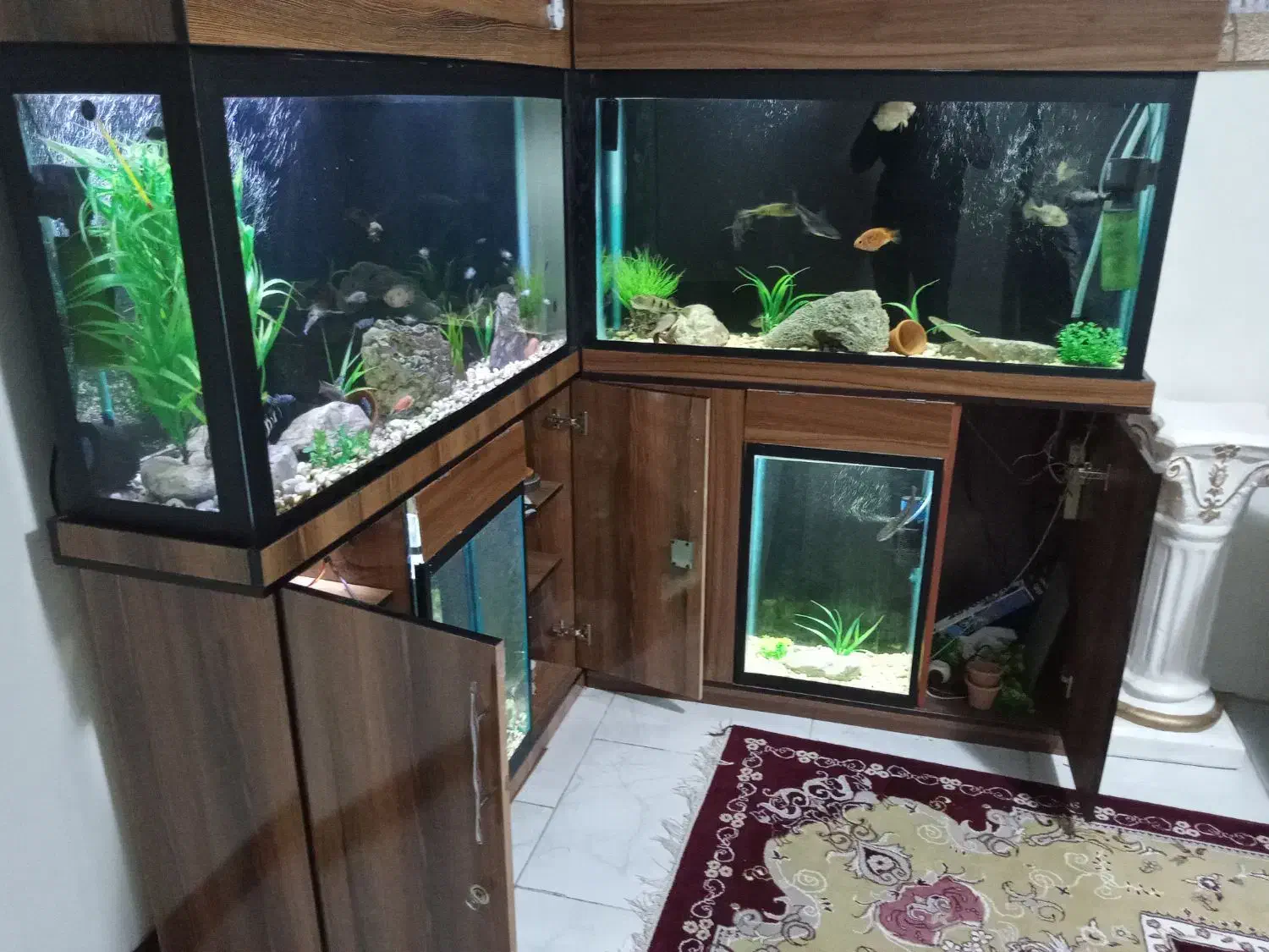 فروش آکواریوم|ماهی|یزد, |دیوار