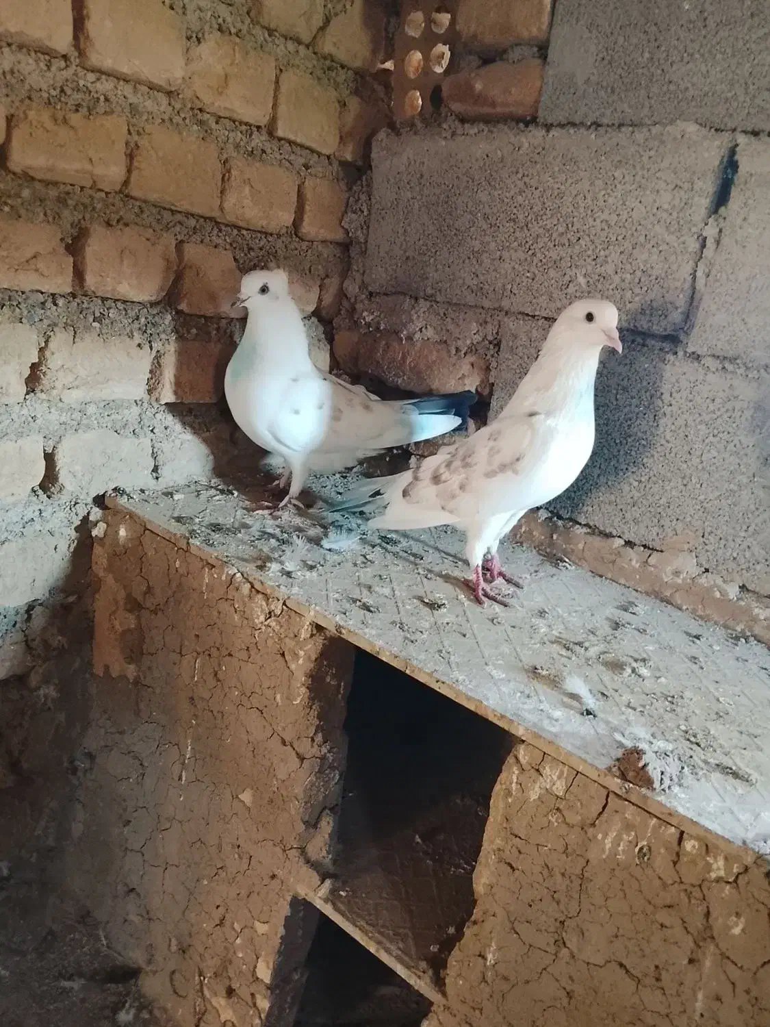 3تا تکپر زمانتی|پرنده|گرگان, |دیوار