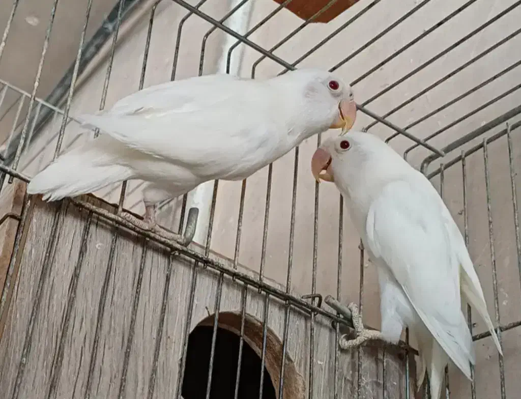 کوتوله آلبینو(مولد)|پرنده|نجف‌آباد, امام خمینی|دیوار