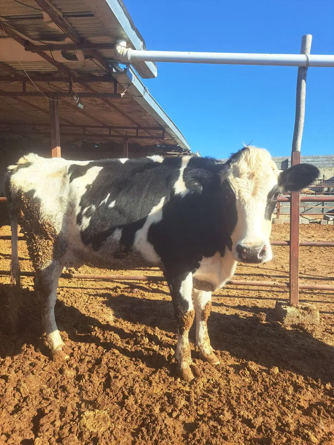 گاو|حیوانات مزرعه|شیروان (خراسان), |دیوار