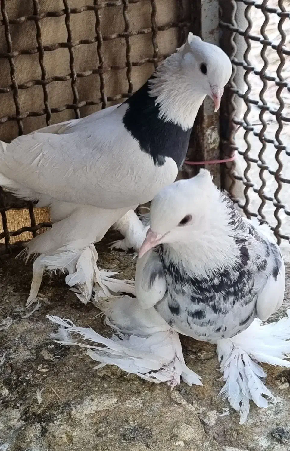 طوقی پاپر سلطنتی|پرنده|مبارکه, |دیوار