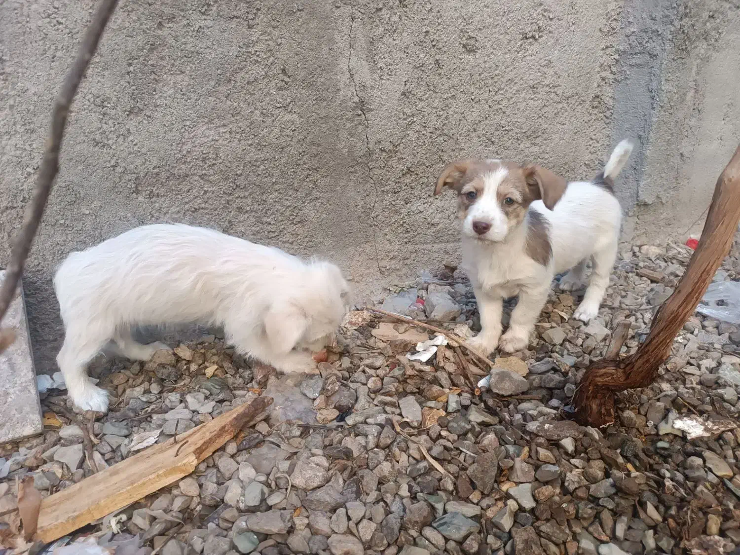 سگ پشمالو و گوش تیز|سگ|تربتحیدریه, بوستان باغ ملی|دیوار