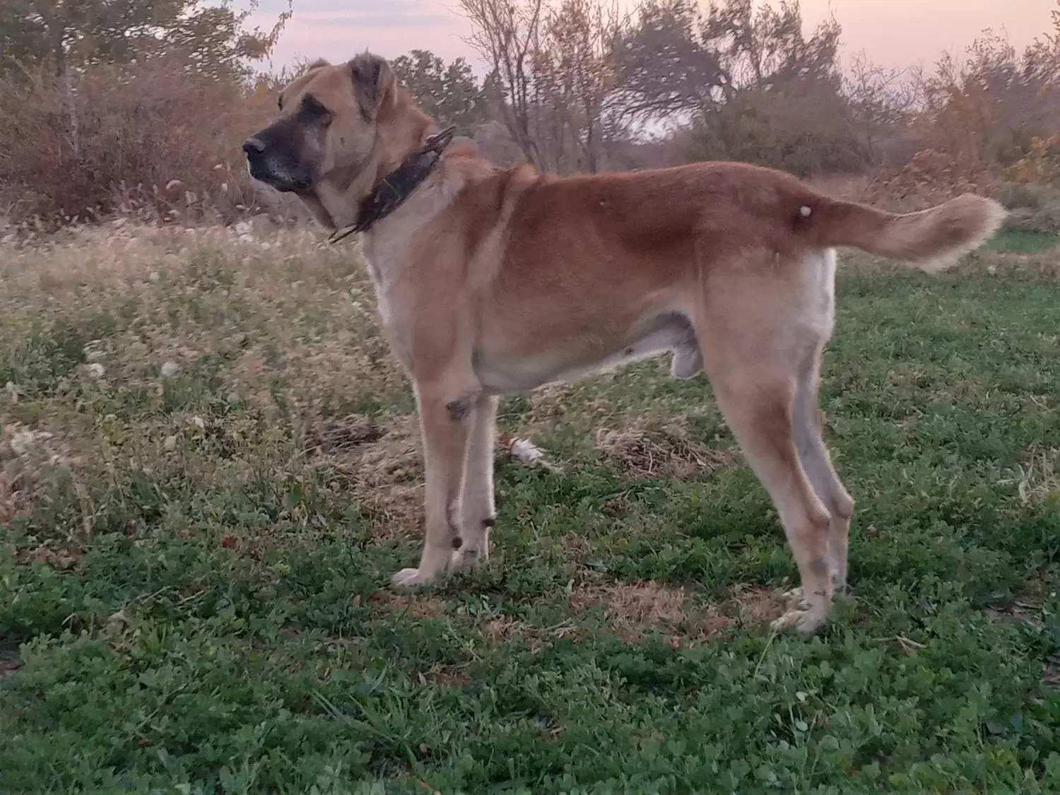 سگ ب شرط گله|سگ|سبزوار, هویزه|دیوار