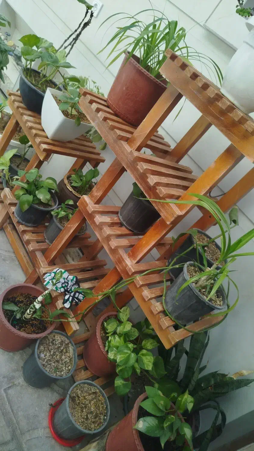 سلام   اسنتد گل جنس روسی|گل و گیاه طبیعی|فسا, |دیوار