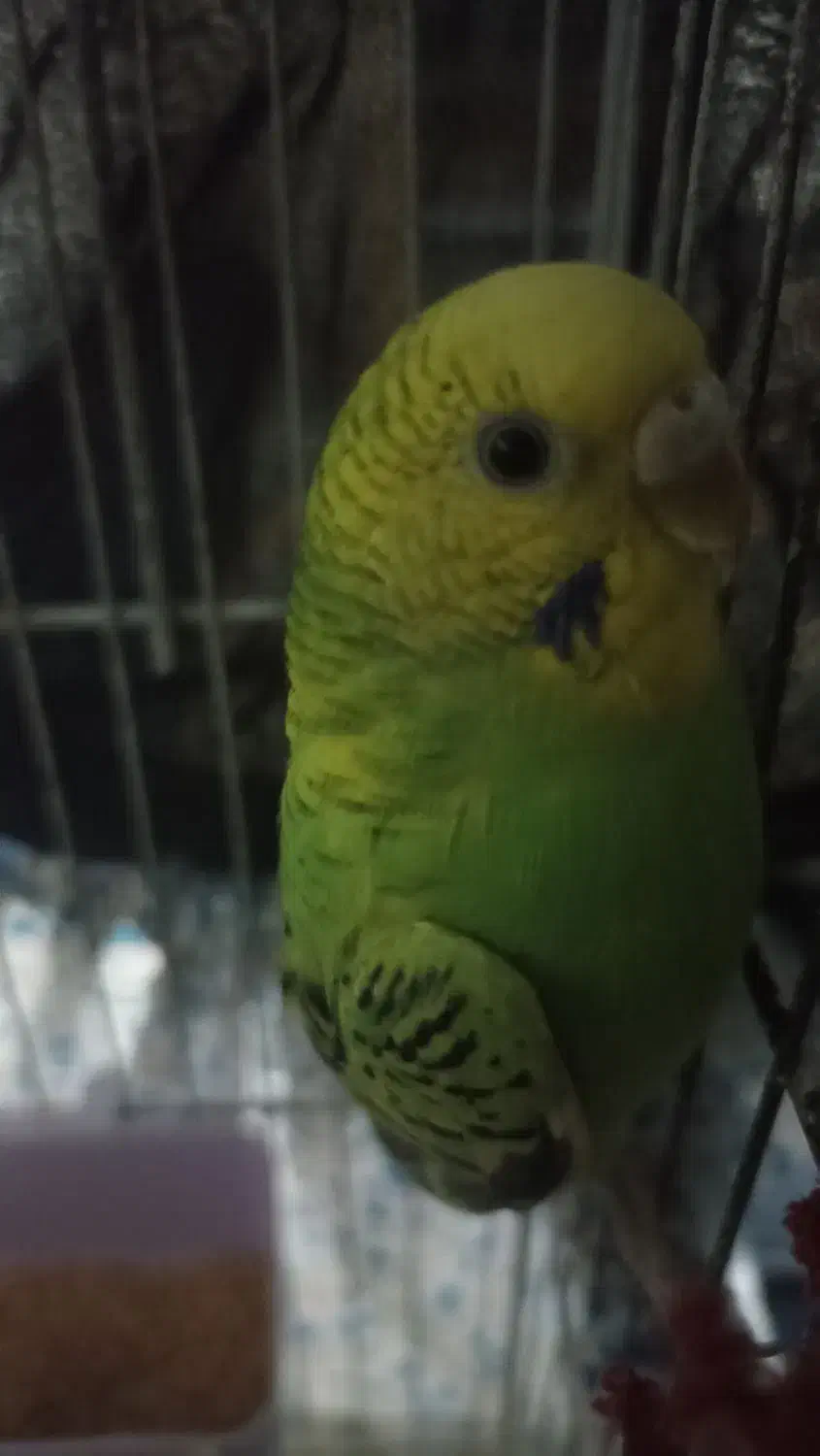 پرنده|پرنده|اردبیل, |دیوار